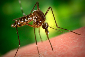 Photo of mosquito biting someone who wasn't using mosquito repellant