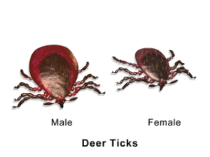 Diagram of ticks that could be prevented with tick control