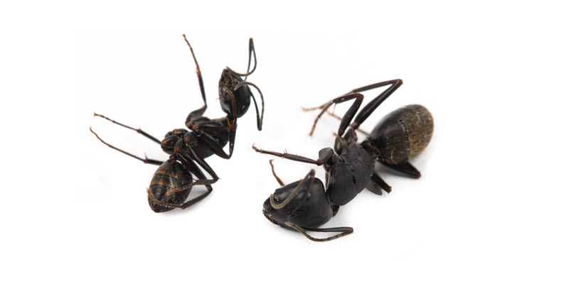 Ant treatment to prevent ants from entering your house or building