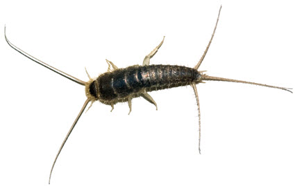 Image of a Silverfish. Call Backyard Bug Patrol for silverfish and pill bug control services.