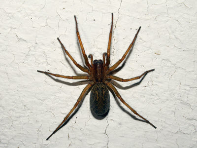 Spider commonly found in Virginia. Call Backyard Bug Patrol for spider control service.