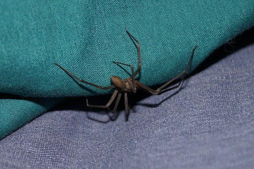 BROWN RECLUSE SPIDER: BITES, SIGNS AND INTRIGUING FACTS ABOUT THE HORRIFIC  DANGEROUS SPIDER