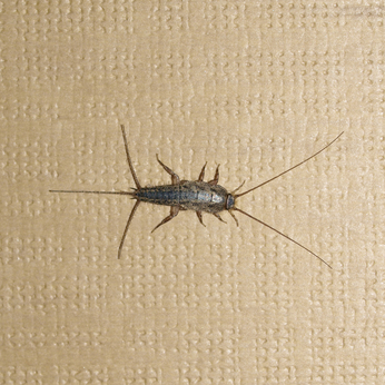 insect control - silverfish
