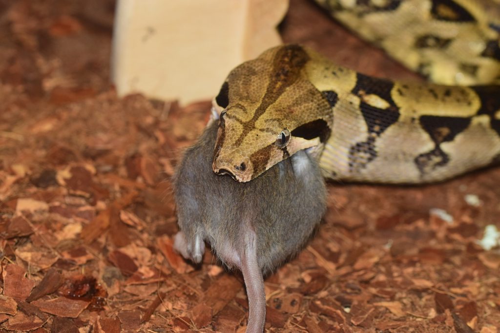 snake and rodent control