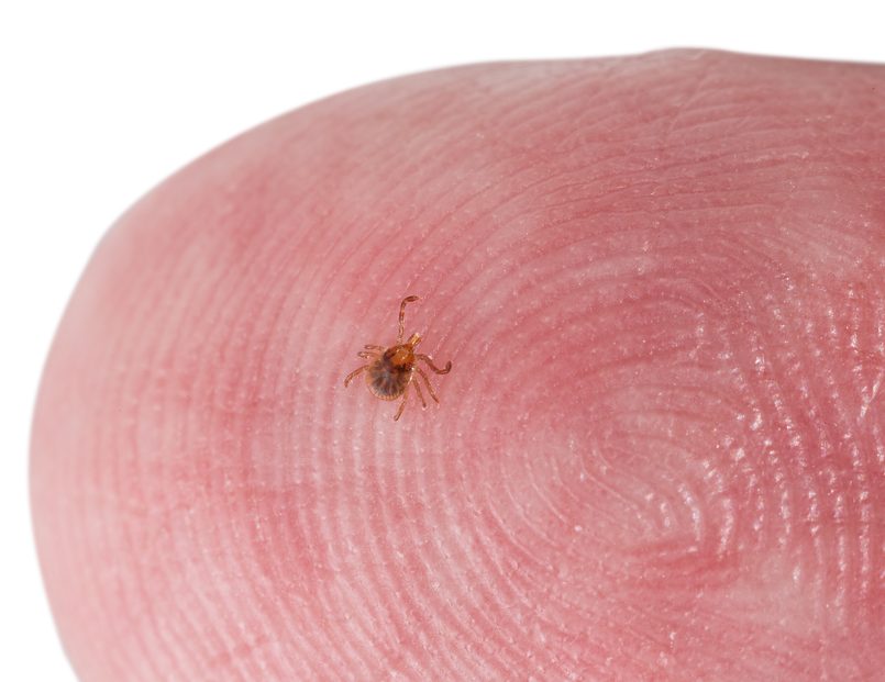 how to identify a tick